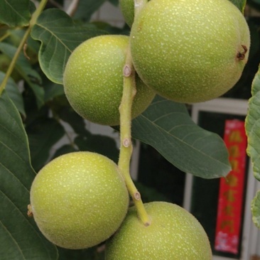 文玩核桃，盘山公子帽