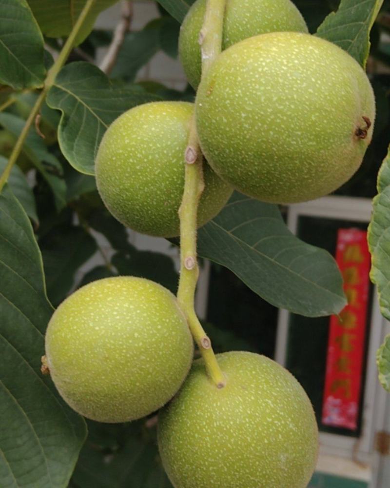文玩核桃，盘山公子帽