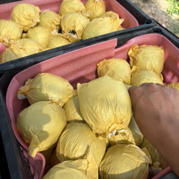 砀山翠玉梨单果6两起