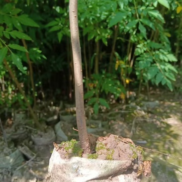 栾树袋苗苗圃直发