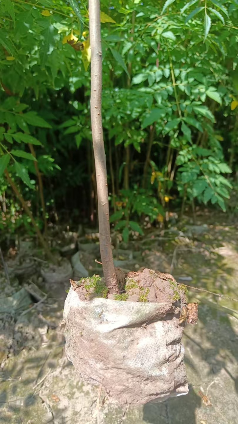 栾树袋苗苗圃直发