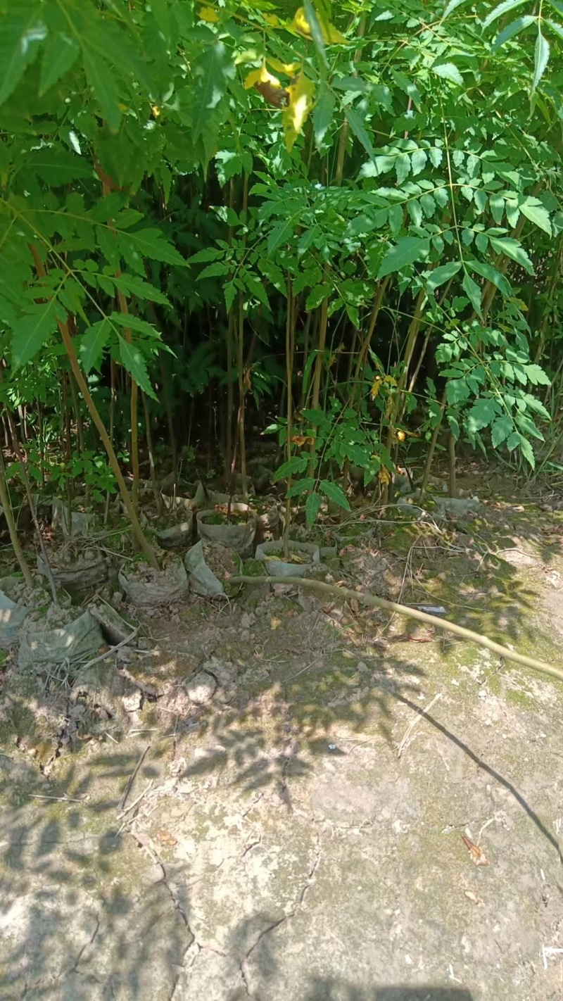 栾树袋苗苗圃直发