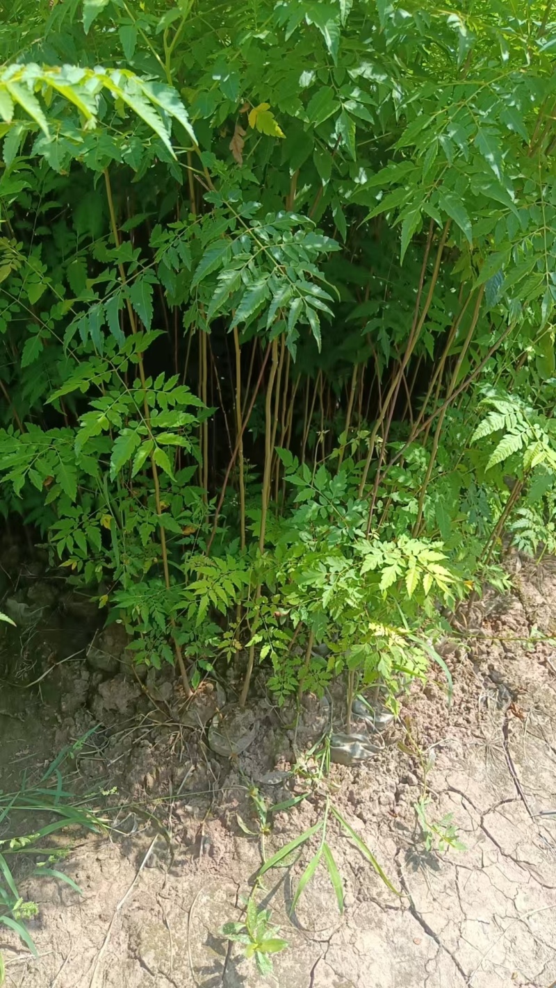 栾树袋苗苗圃直发