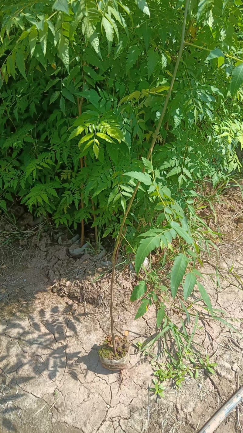 栾树袋苗苗圃直发