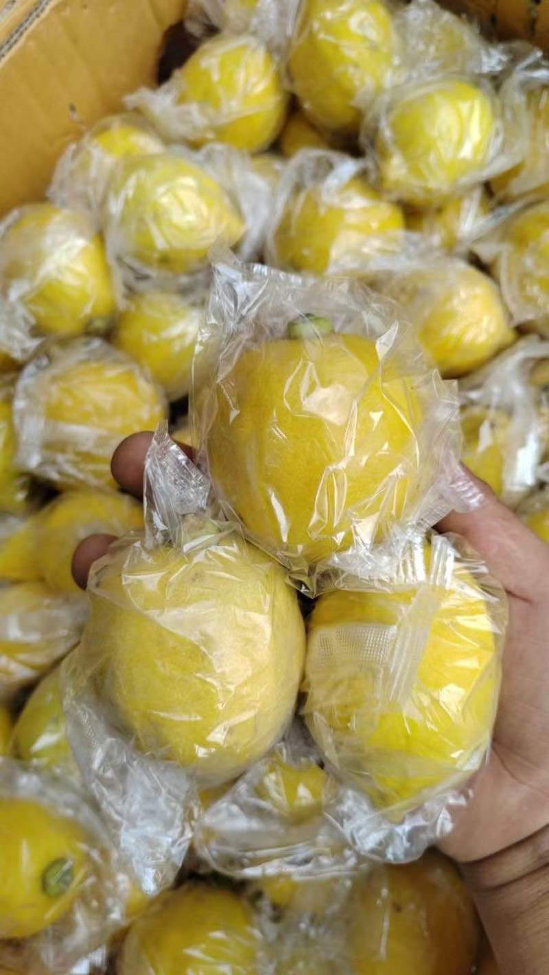 广东香黄果一级，口味可比优力克黄柠