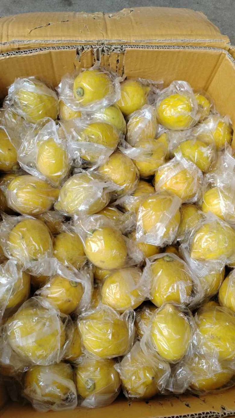 广东香黄果一级，口味可比优力克黄柠