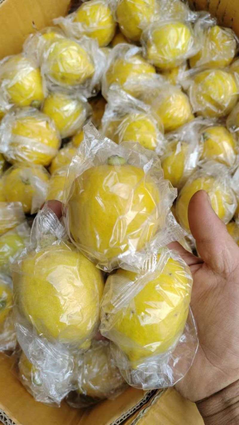 广东香黄果一级，口味可比优力克黄柠