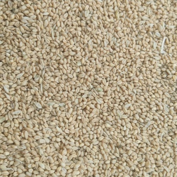 麦子