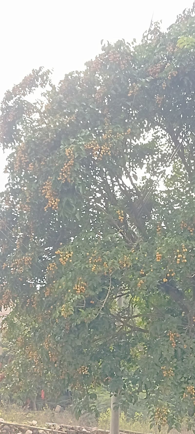 广东黄皮