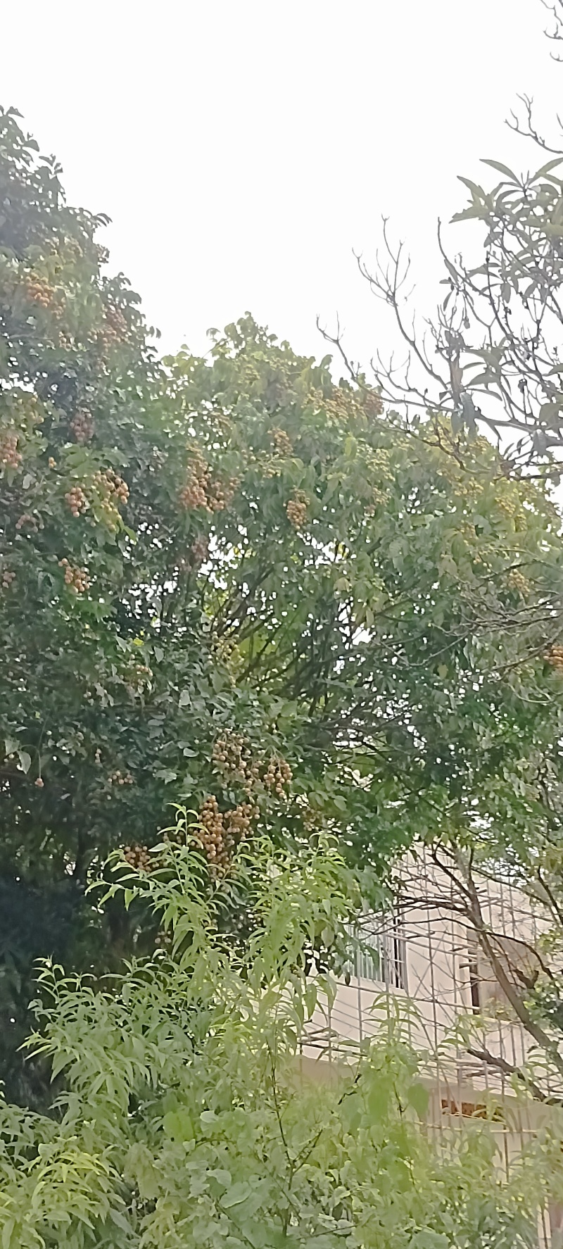 广东黄皮