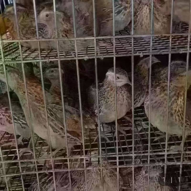 老‮鹑鹌‬鸟3-4两一只，南宁，长‮有期‬货，支‮发持‬货