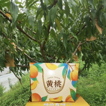 黄桃