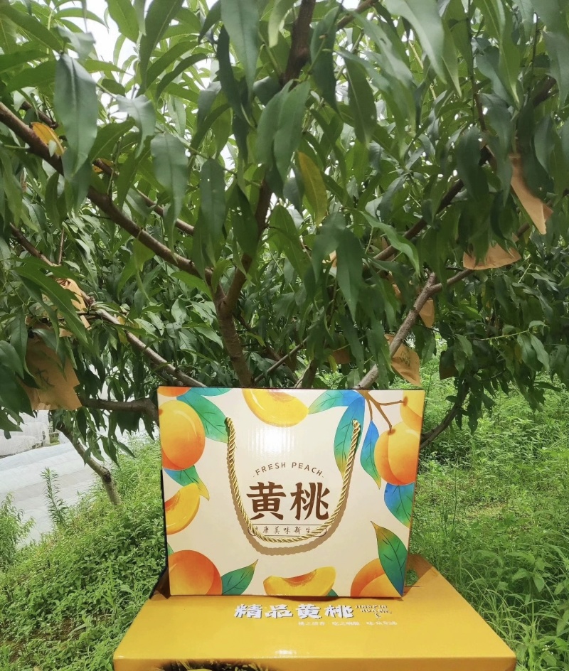 黄桃
