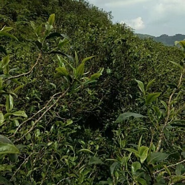 临沧古树生态茶，
