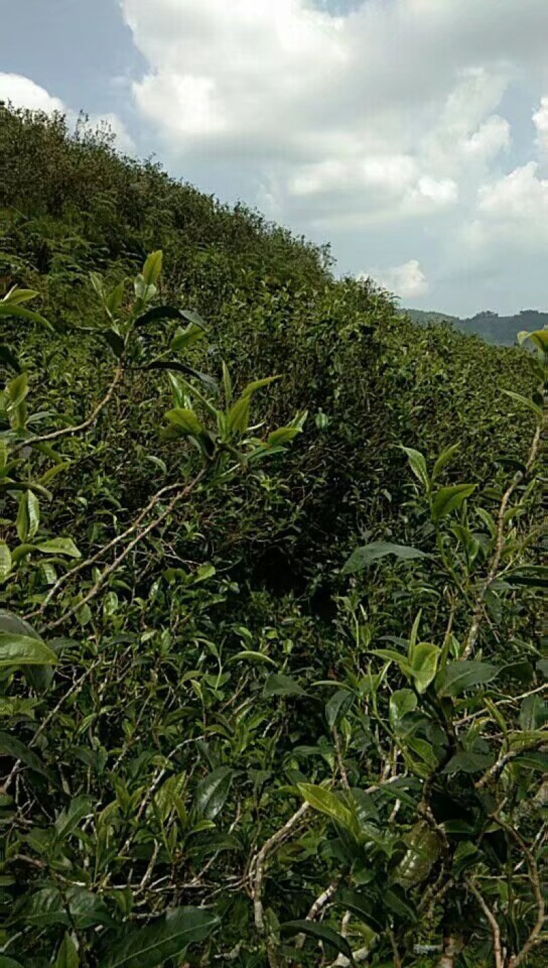 临沧古树生态茶，