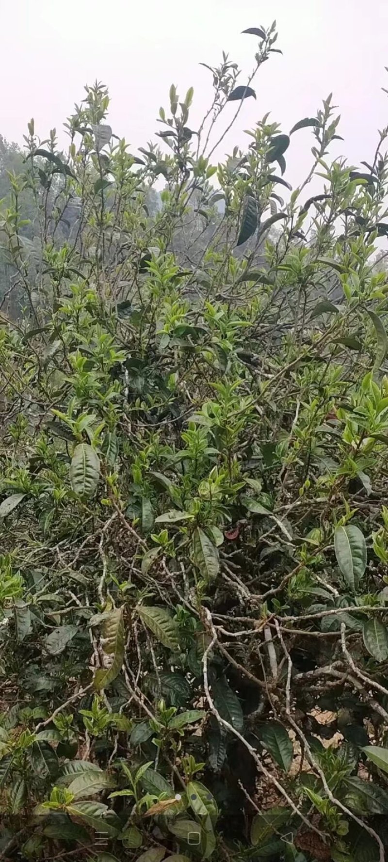 临沧古树生态茶，