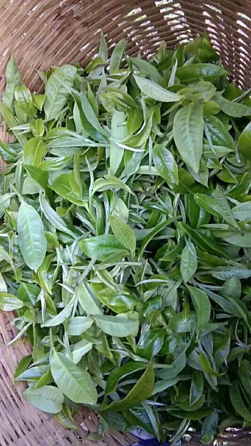 临沧古树生态茶，
