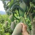 贵州简嘎芒果