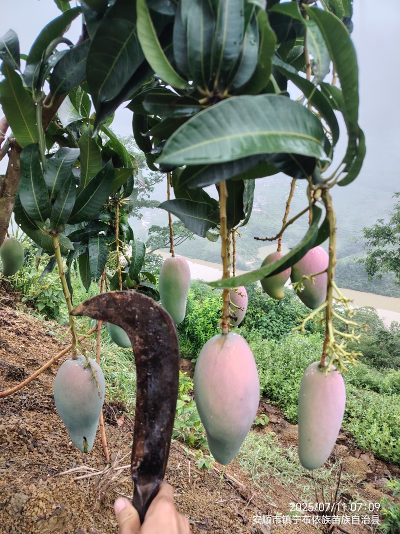 贵州简嘎芒果