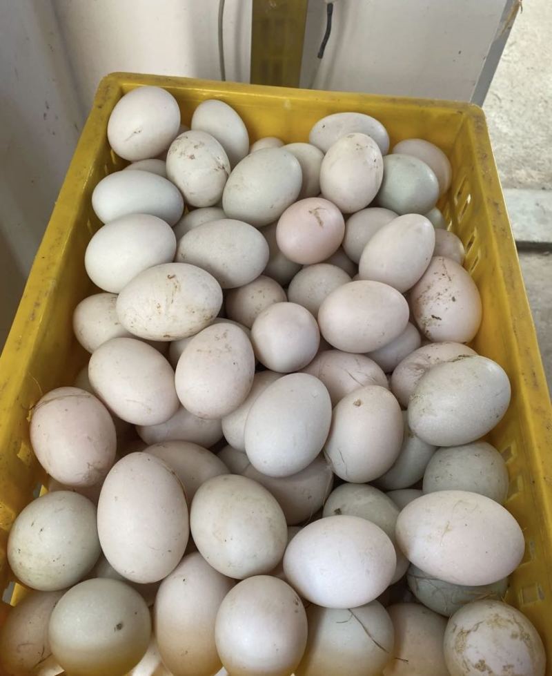新鲜鸭蛋生鸭蛋农家散养水养活水青壳青皮生鲜大蛋现捡现发