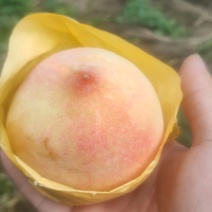 三都桃子