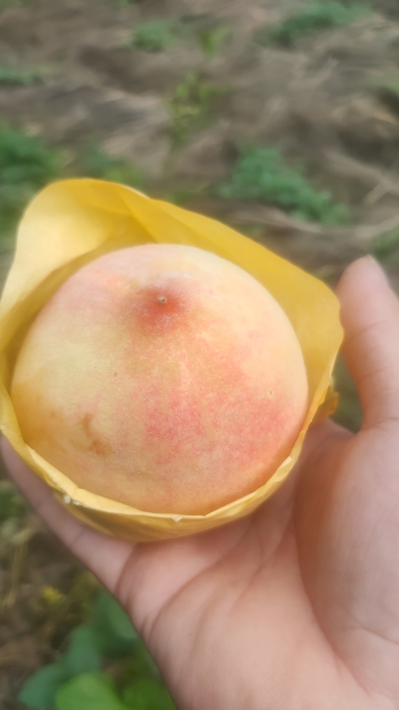 三都桃子
