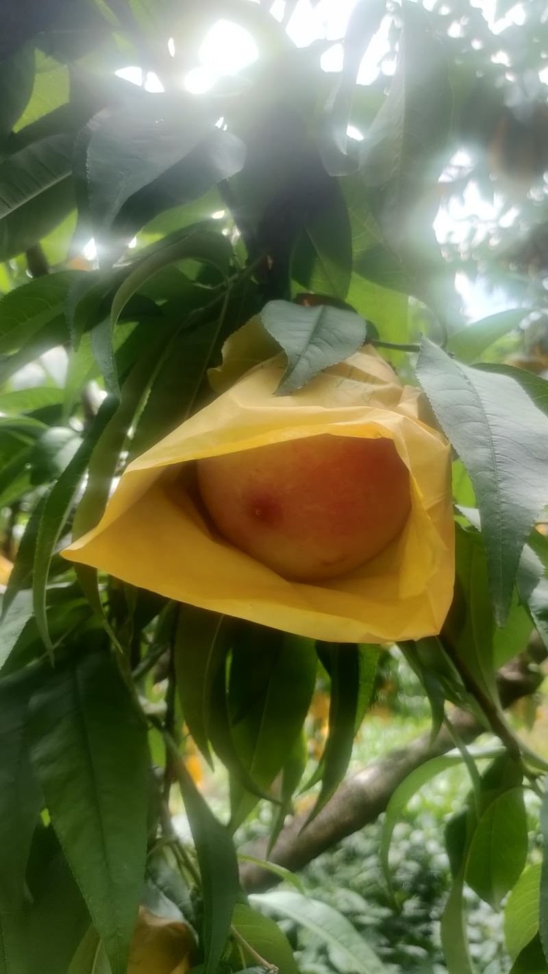 三都桃子
