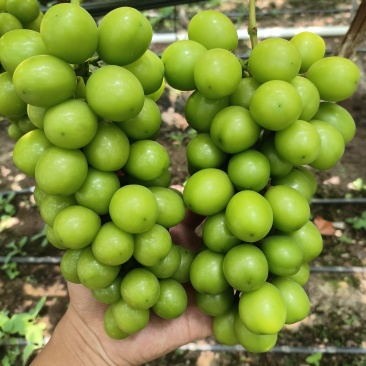 带看阳光玫瑰价格1至5元均有货