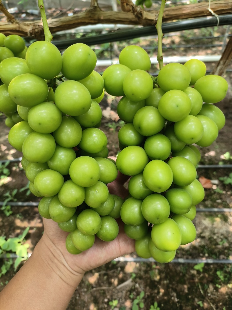 带看阳光玫瑰价格1至5元均有货