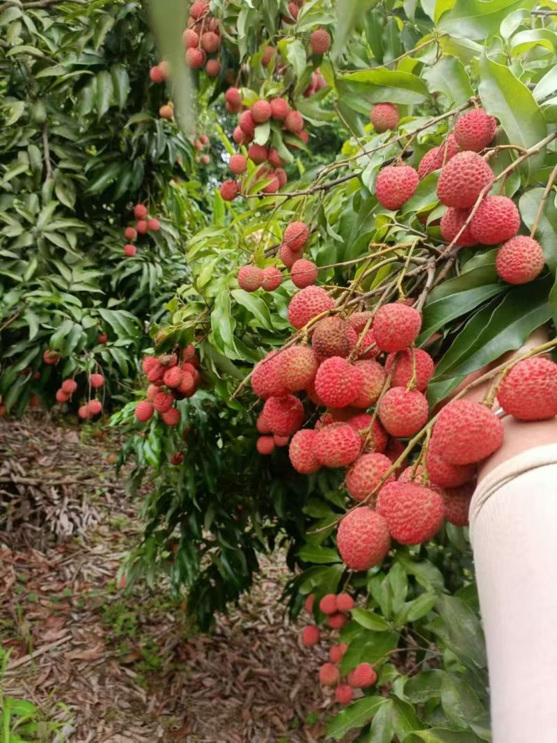 荔枝