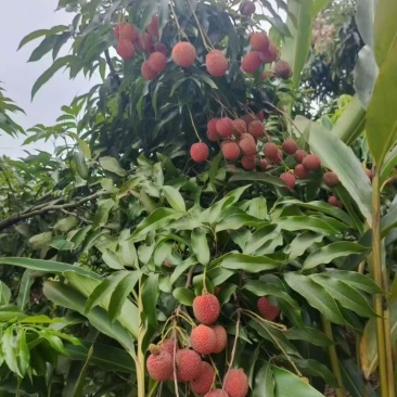 荔枝