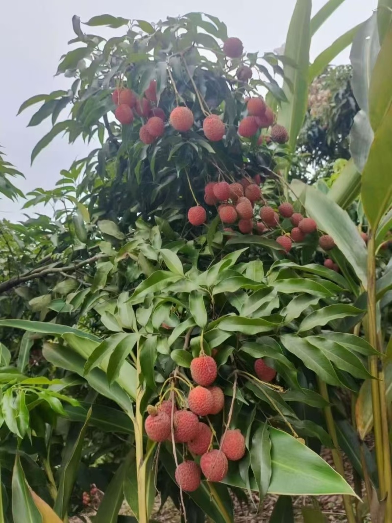 荔枝