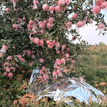山西黄图高原苹果