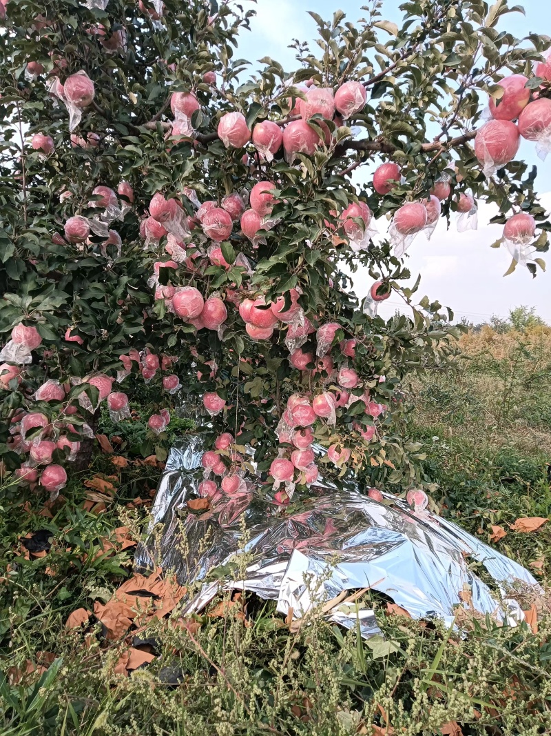 山西黄图高原苹果