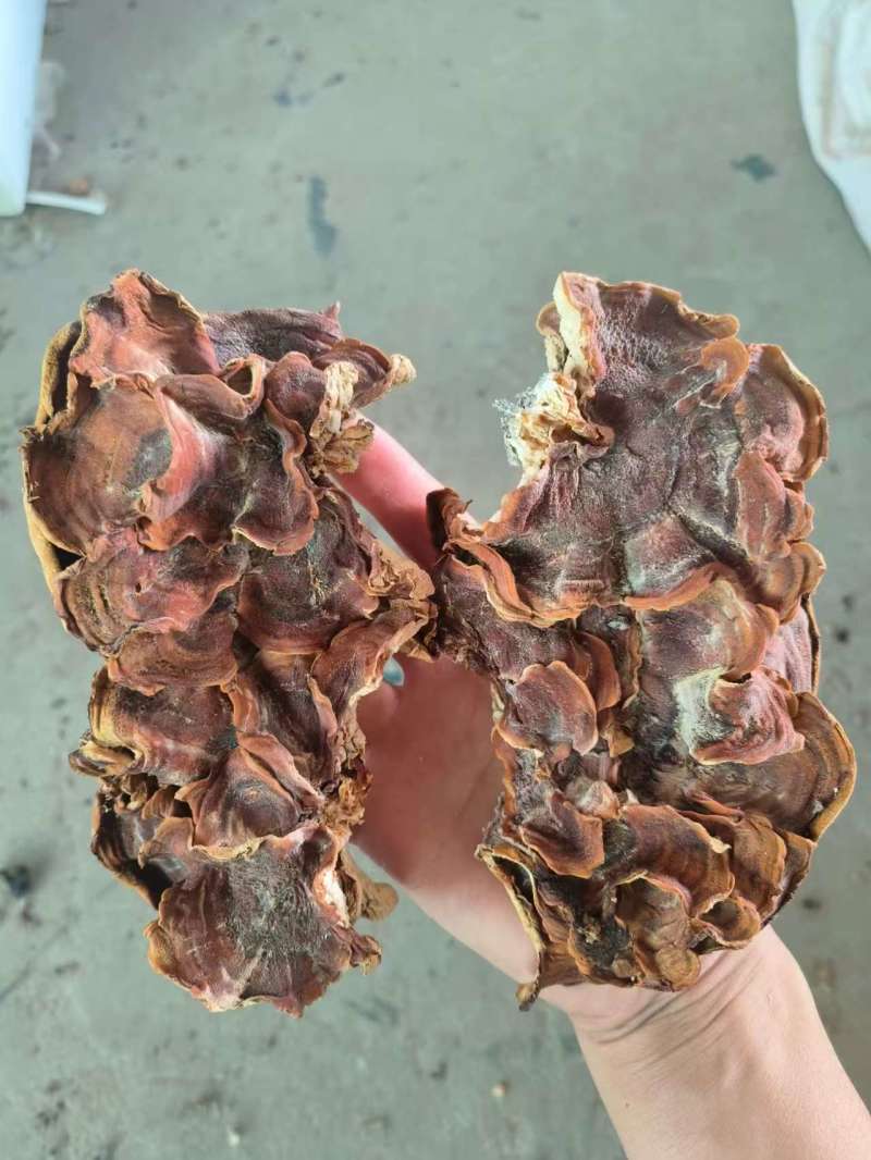 榆耳灵芝菇榆耳货量充足价格最低欢迎咨询一手货源