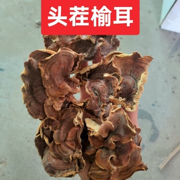 榆耳灵芝菇榆耳货量充足价格最低欢迎咨询一手货源