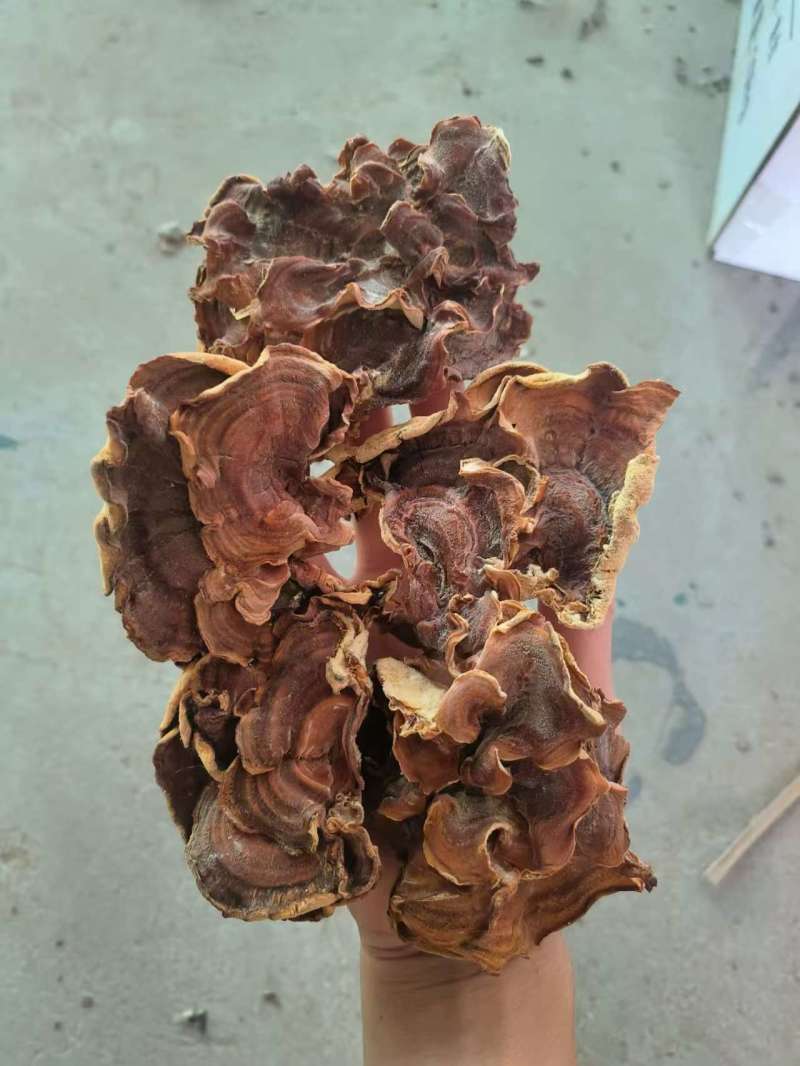 榆耳灵芝菇榆耳货量充足价格最低欢迎咨询一手货源