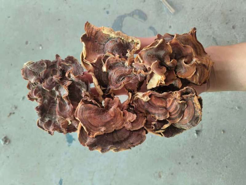 榆耳灵芝菇榆耳货量充足价格最低欢迎咨询一手货源