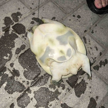 甲鱼
