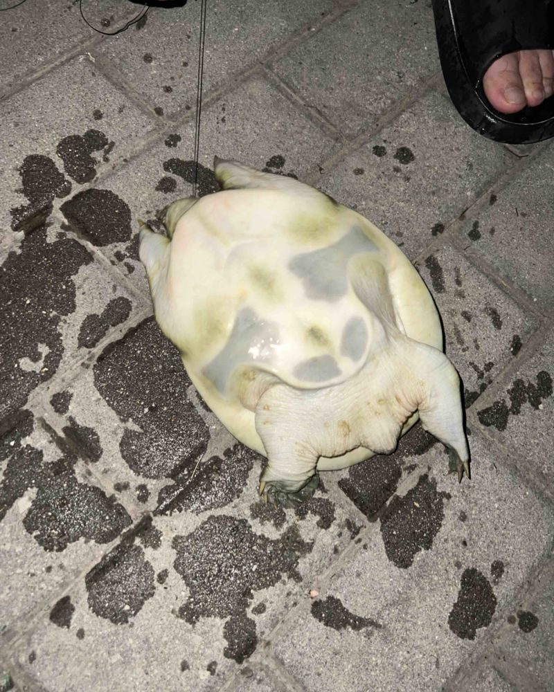 甲鱼