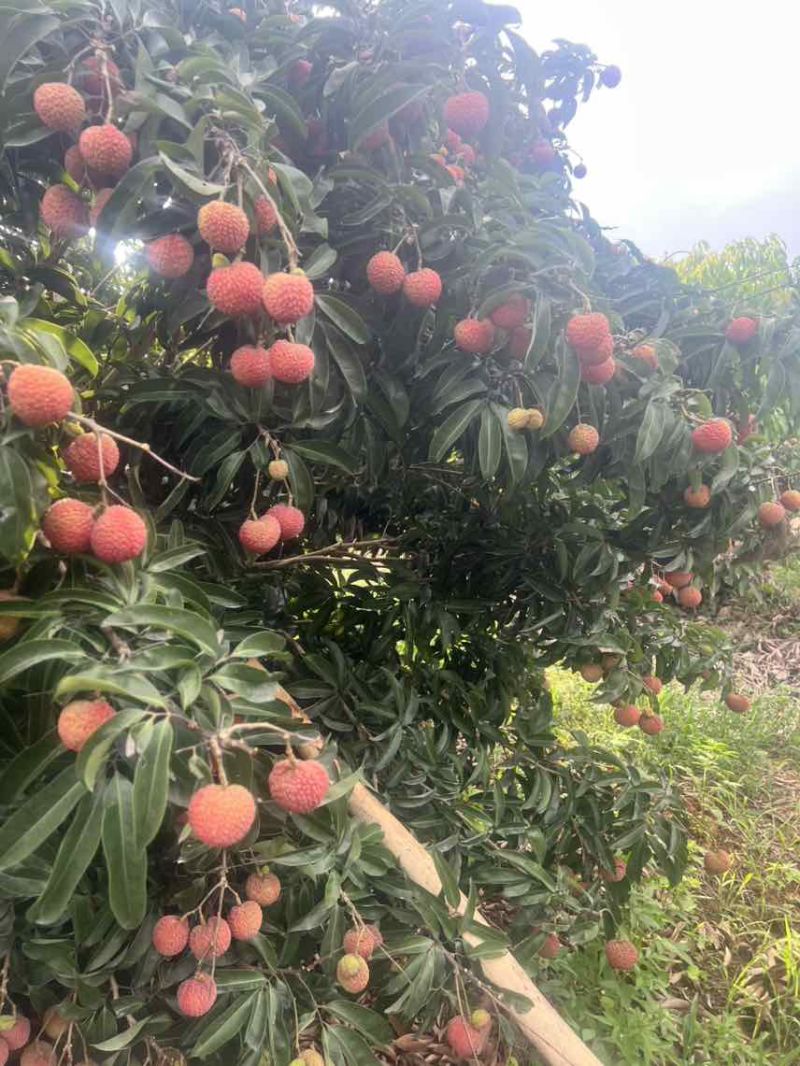 玉荷苞/桂味/无籽/先进奉