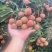玉荷苞/桂味/无籽/先进奉