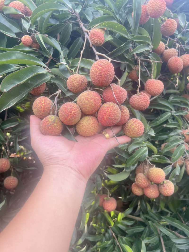 玉荷苞/桂味/无籽/先进奉