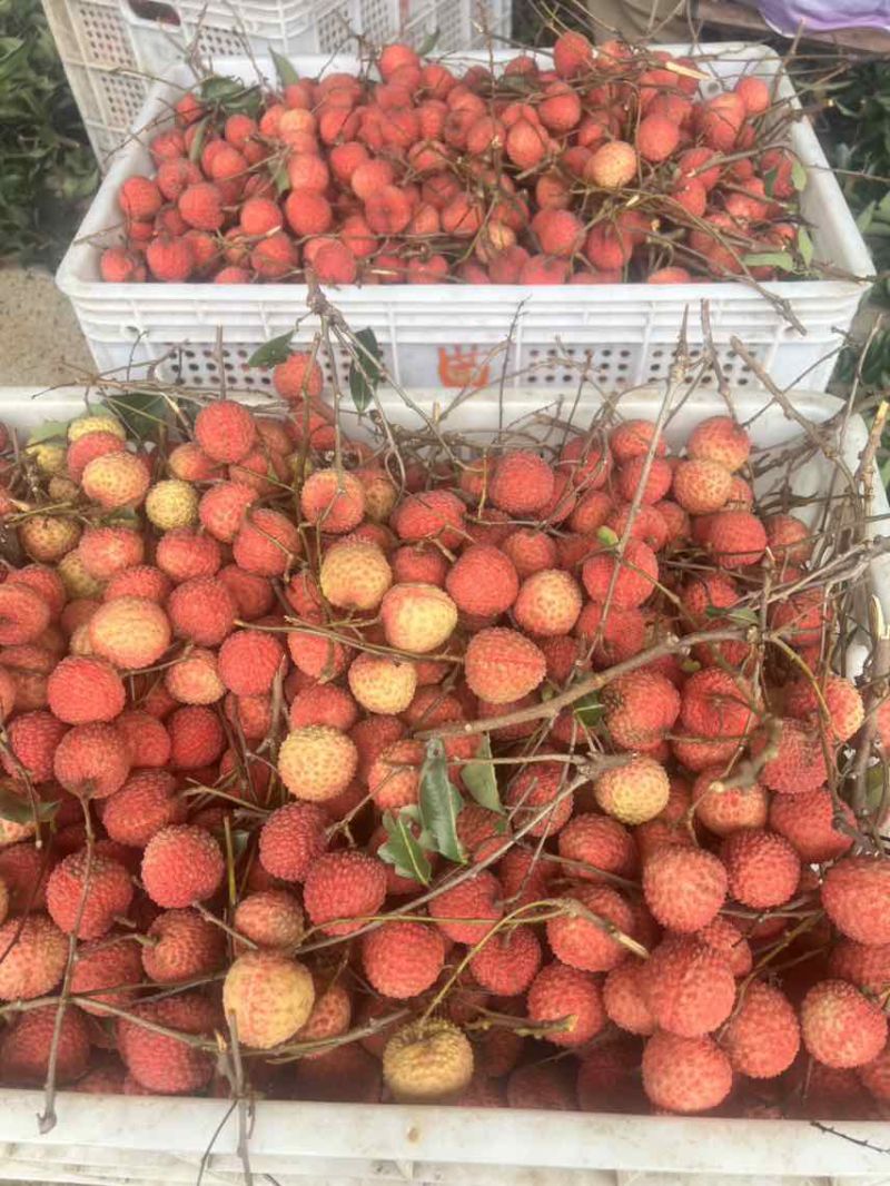 玉荷苞/桂味/无籽/先进奉