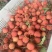 玉荷苞/桂味/无籽/先进奉