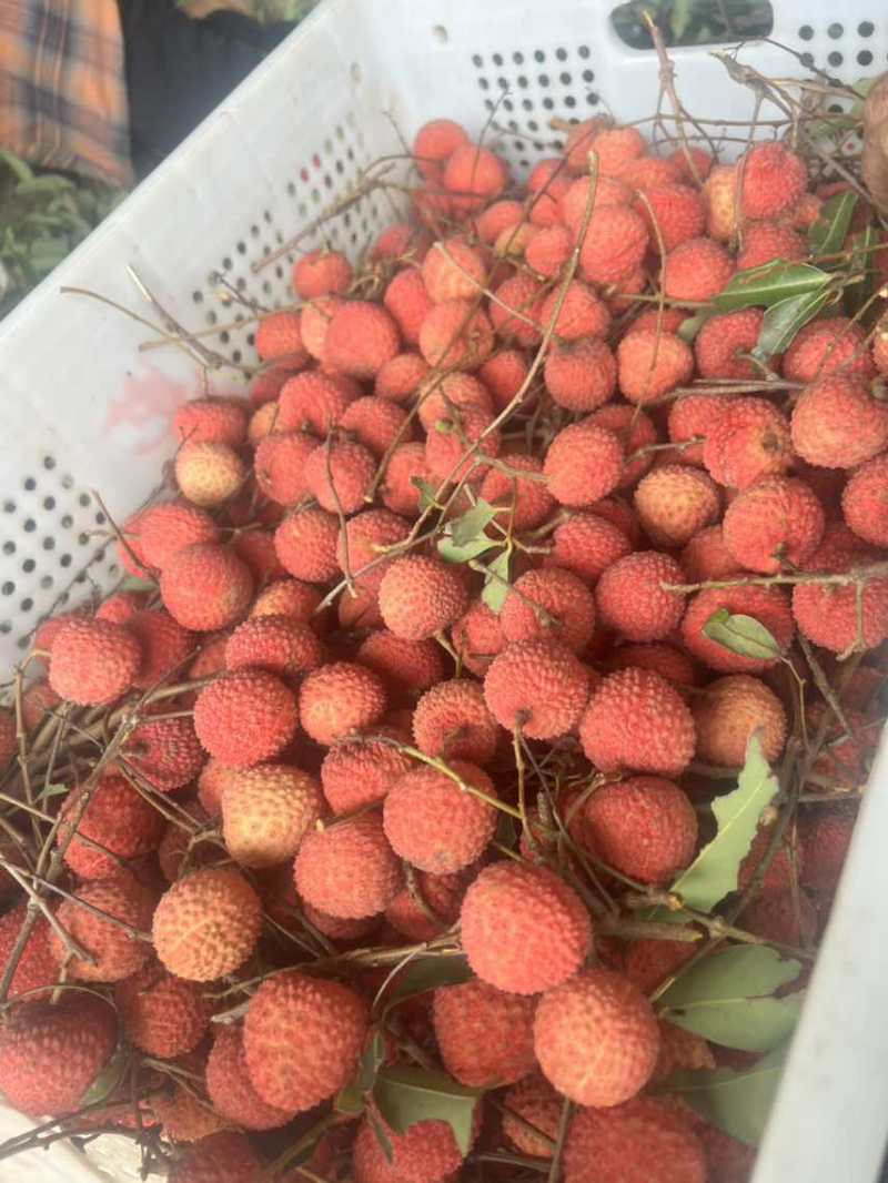 玉荷苞/桂味/无籽/先进奉