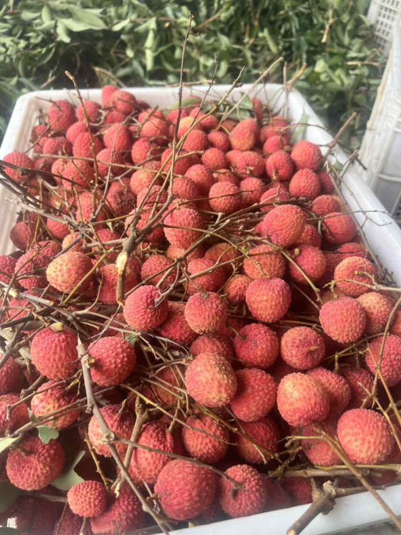 玉荷苞/桂味/无籽/先进奉