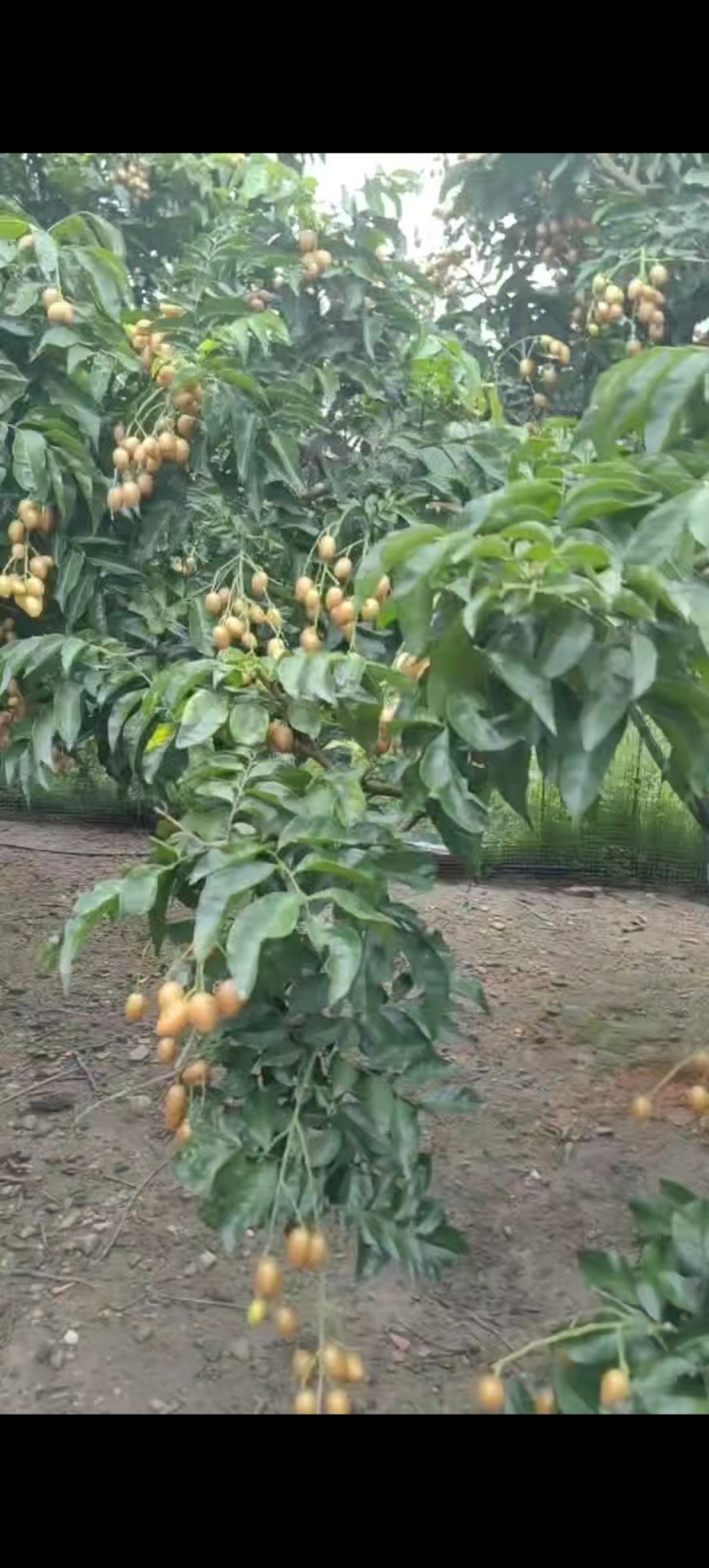 从化黄皮果