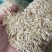 广东本地早稻新鲜烘干浓香型香雪出米率高可达65