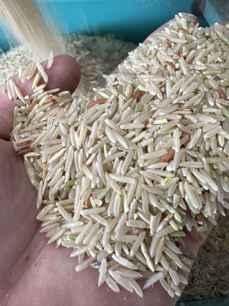 广东本地早稻新鲜烘干浓香型香雪出米率高可达65